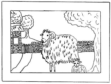 Cotswold Sheep